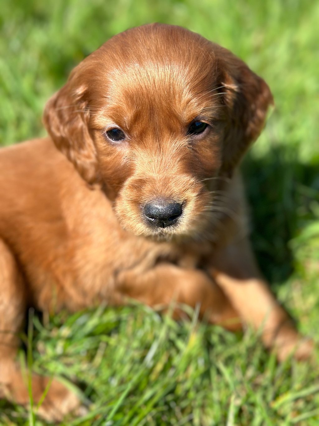 Golden Irish Puppy in the grass