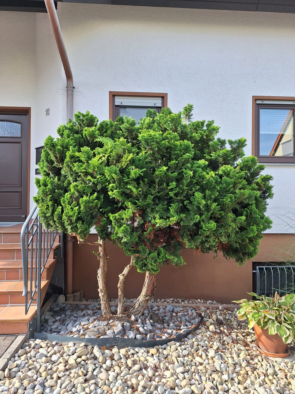 a small green Dwarf Hinoki Cypress tree