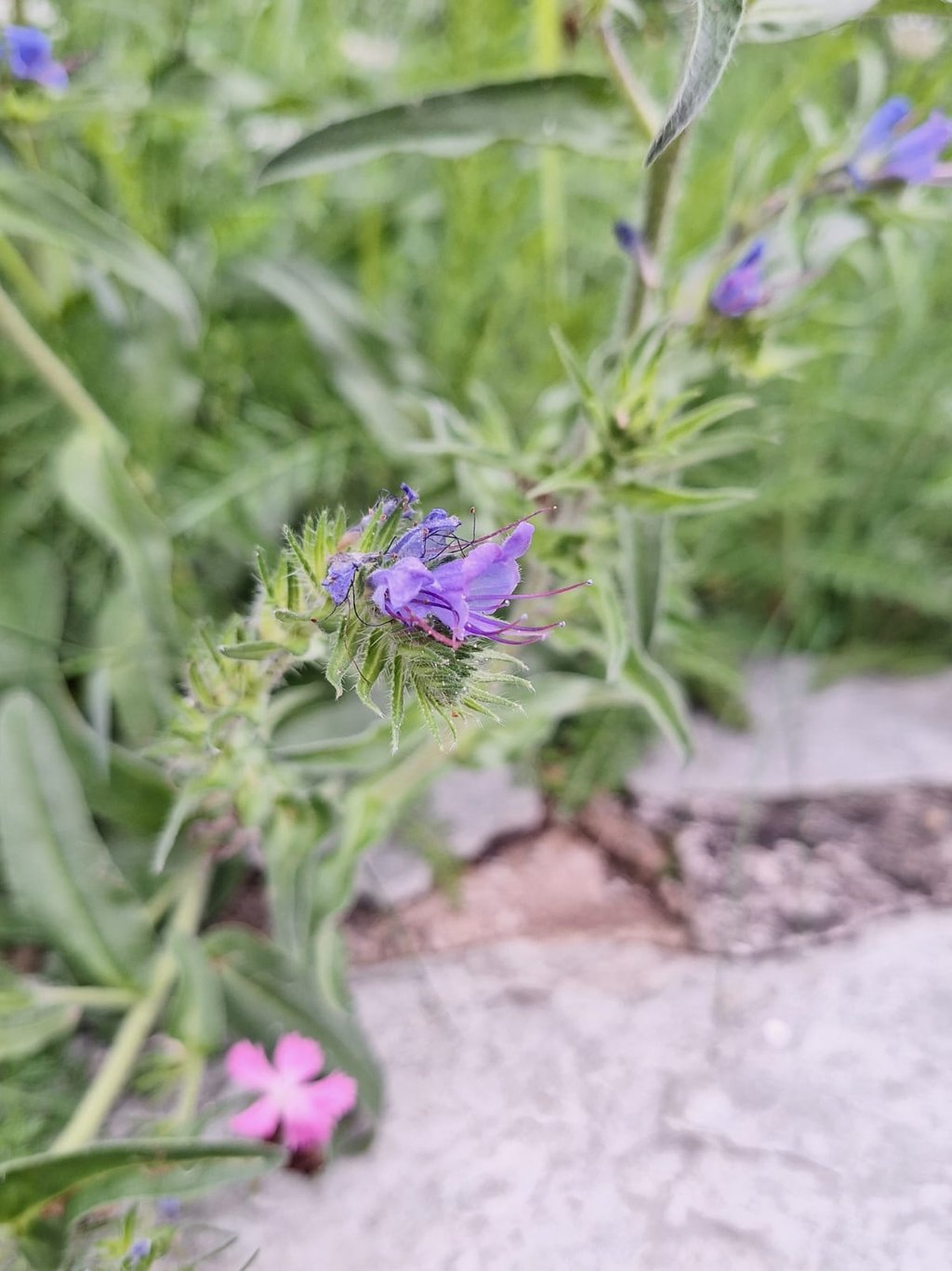 one purle flower in a grassfield