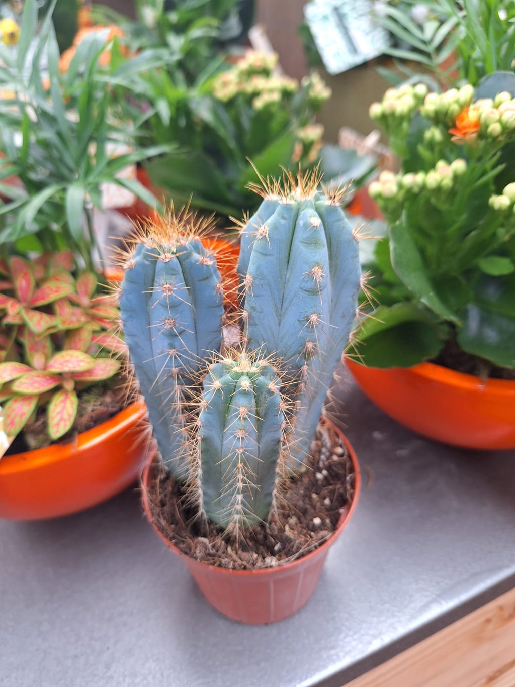 three Blue Flame Cacti growing together in a pod
