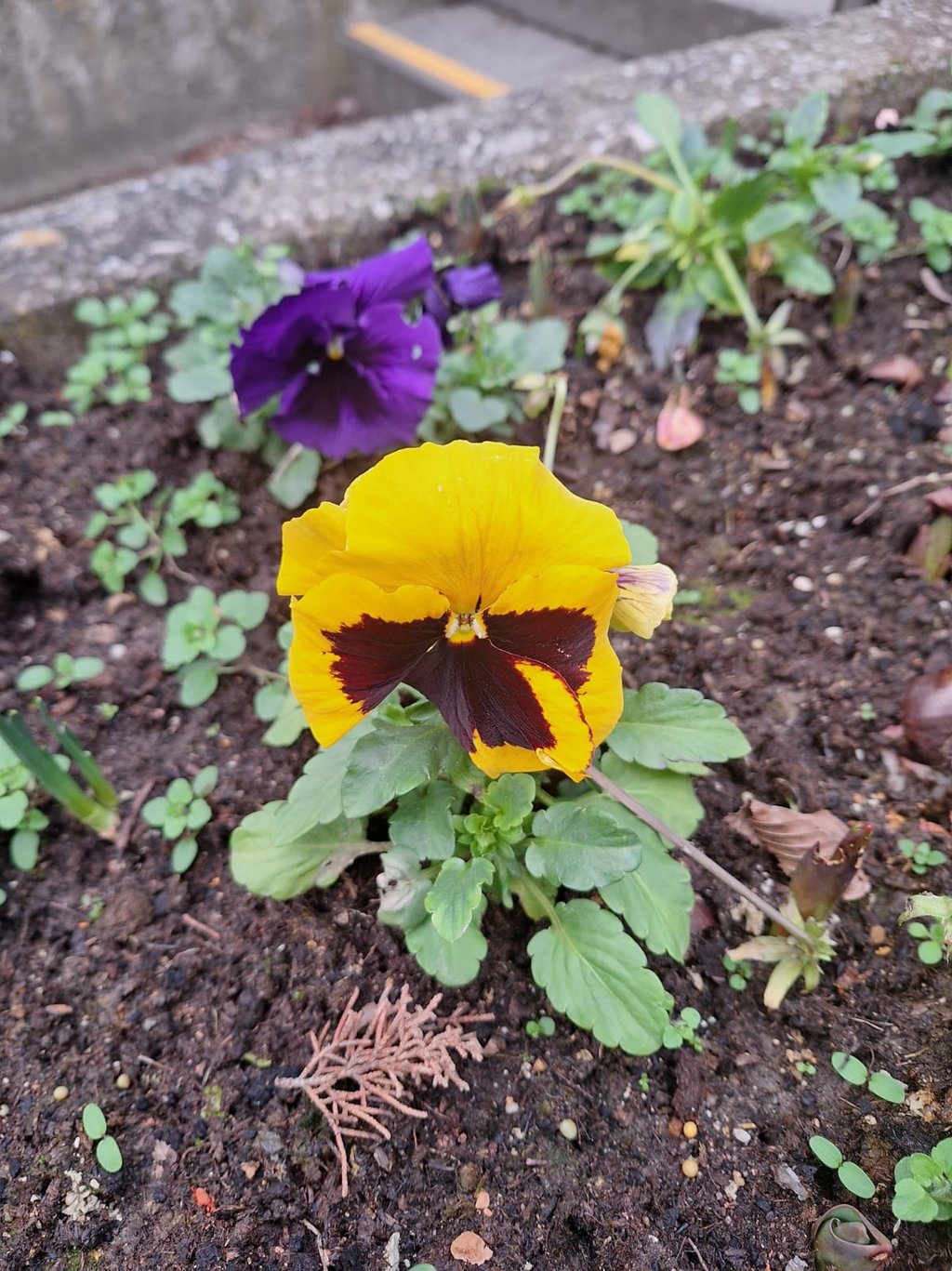 a yellow pansy flower in shade