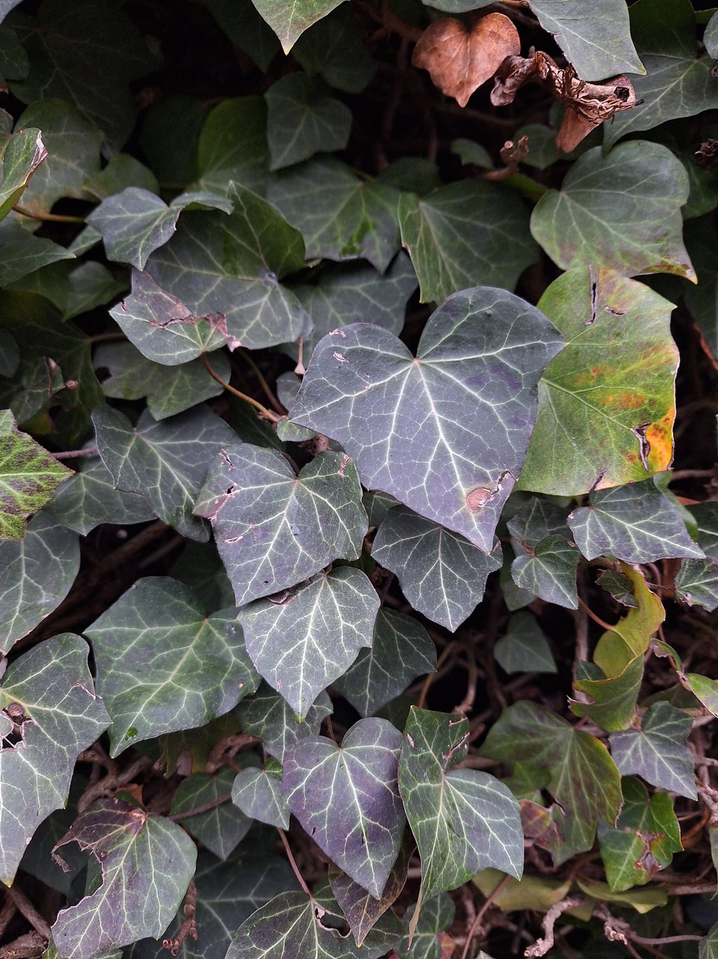 a dark green climbing plant in partial shde
