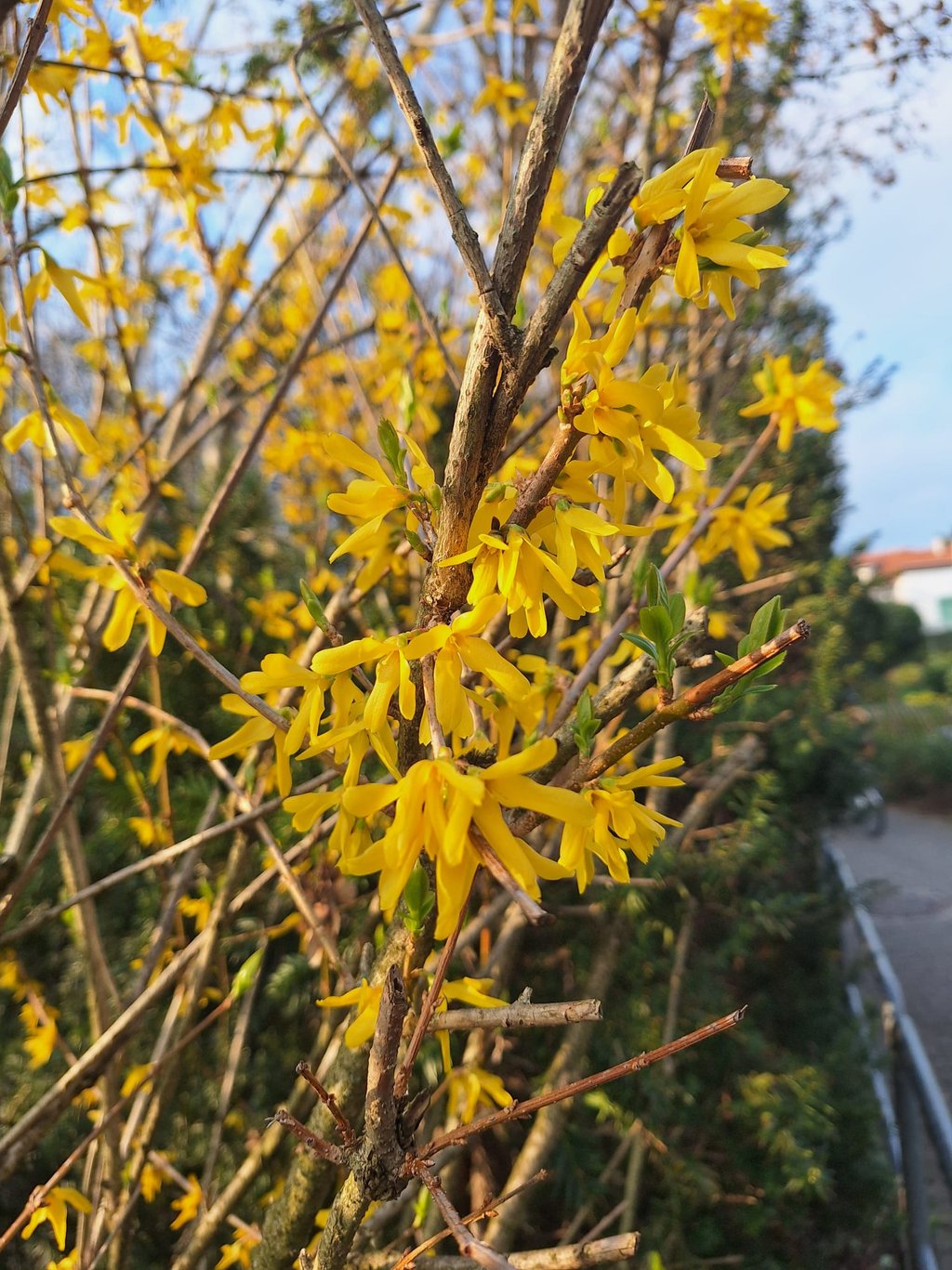 a Forsythia bush with a bunch of blooms