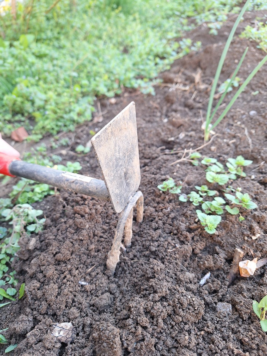 a person preparing the planting site for planting perennials