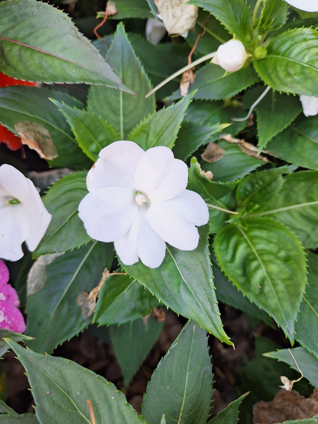 a small Impatiens bush with a white flower