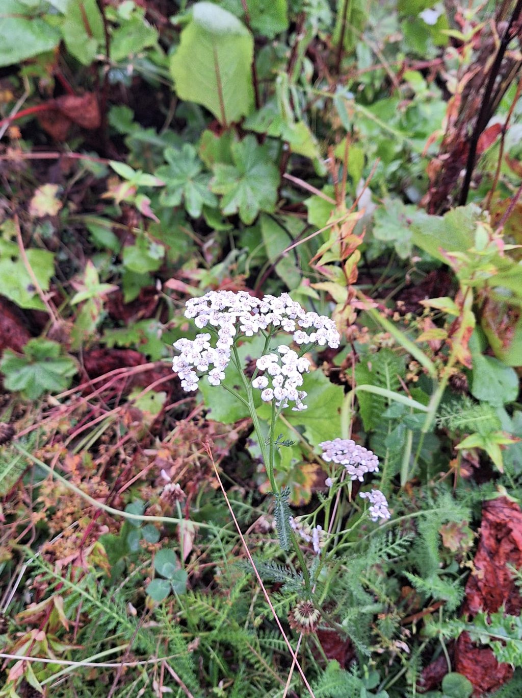 a weed with small white flowering clusters