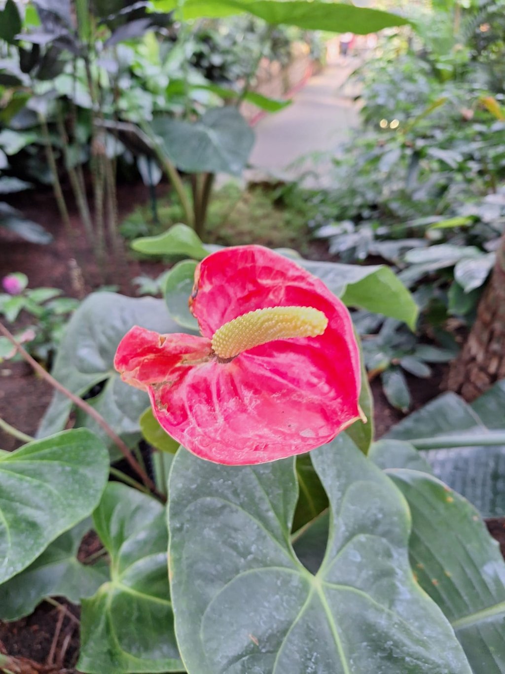 a Flaming Lily that grows in China