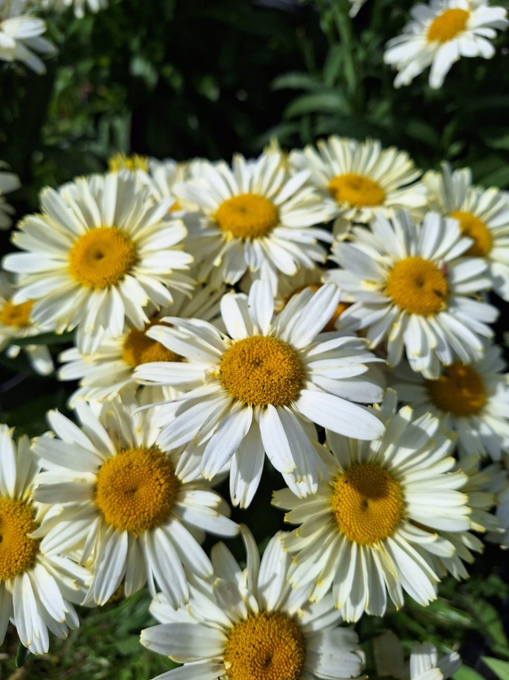 a bunch of white-yellow flowering perennials