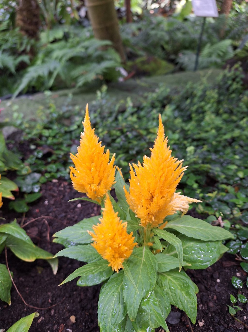 a plant with three yellow flowers in a garden