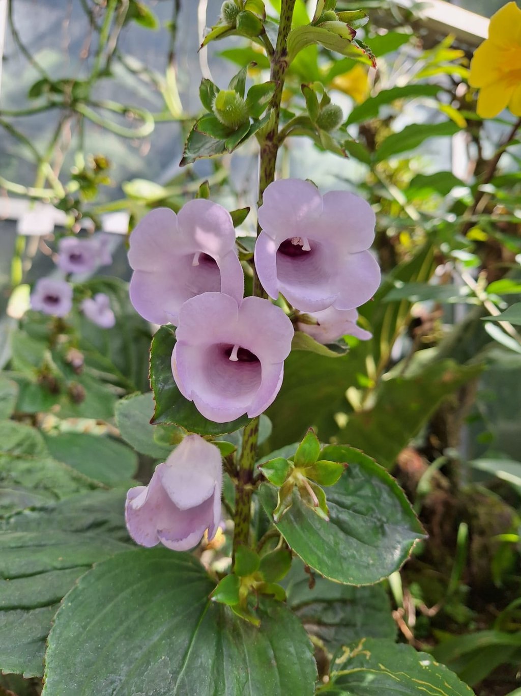 our rebloomed flowers after deadheading
