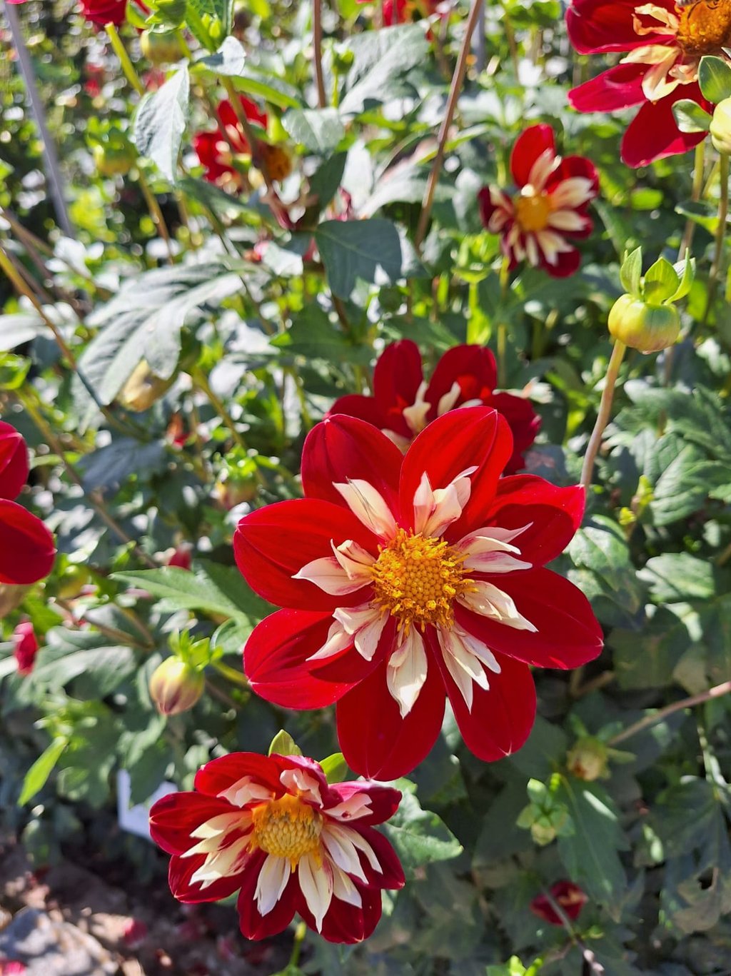red-white Dahlias with yellow middle