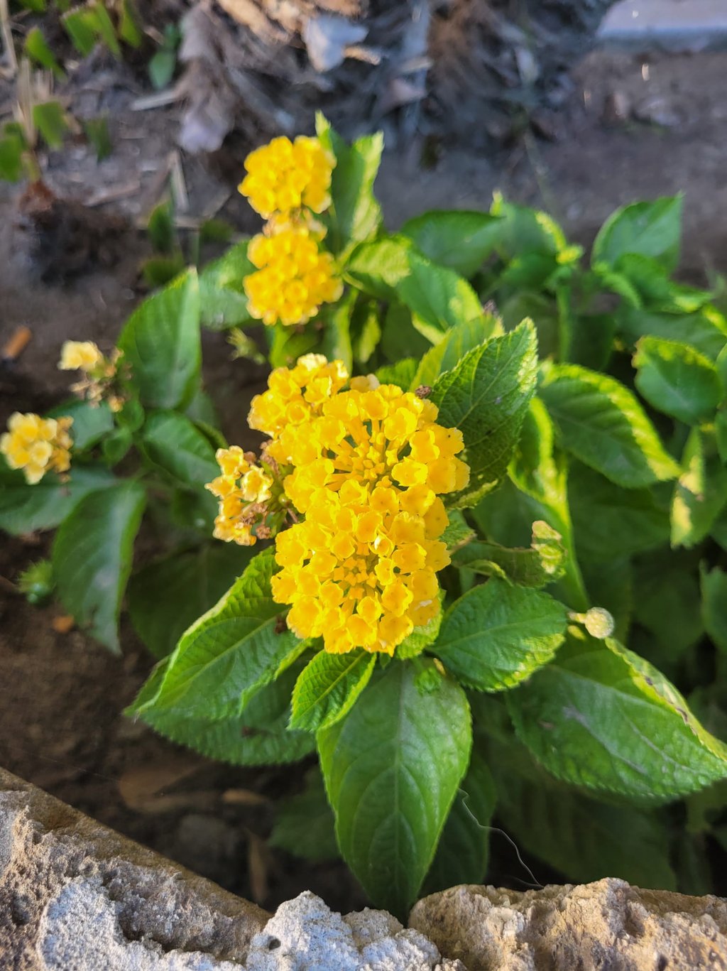 multiple yellow Lantana flowers in a full sun hanging basket