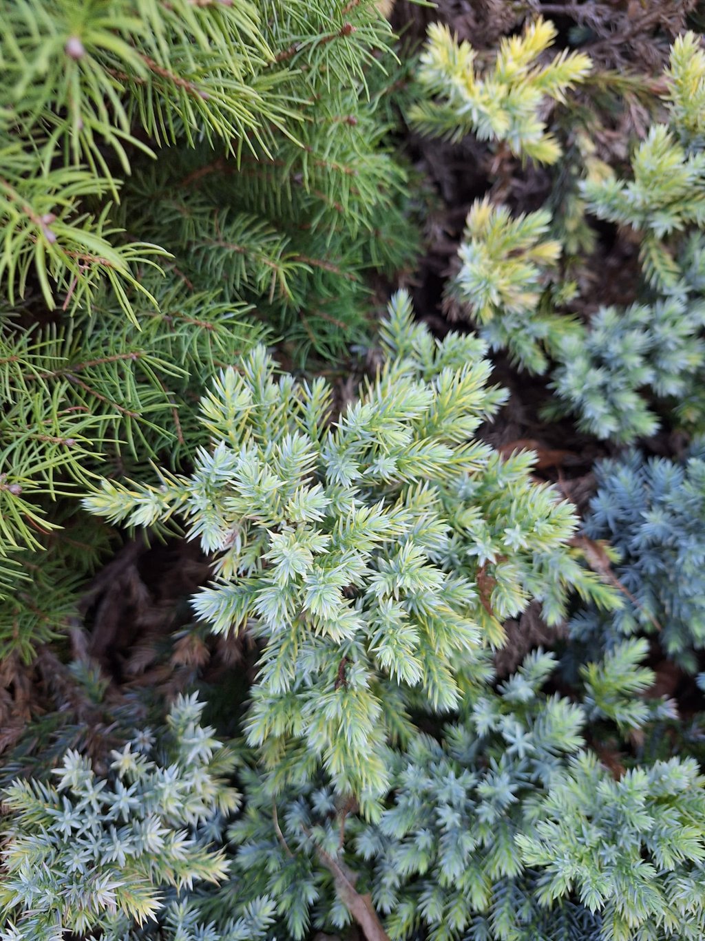 one cypress shrub with a blue-white colored foliage