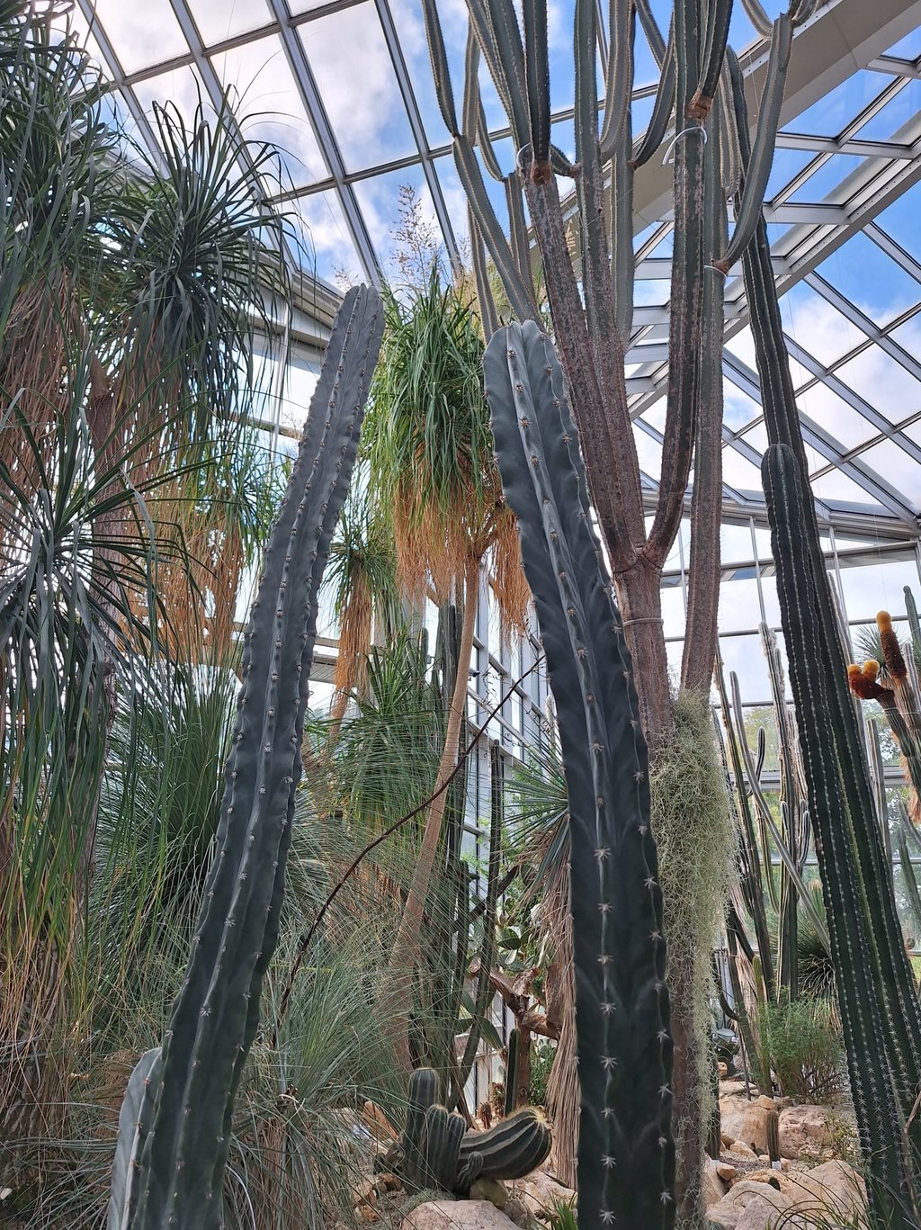 a tall Organ Pipe Cactus