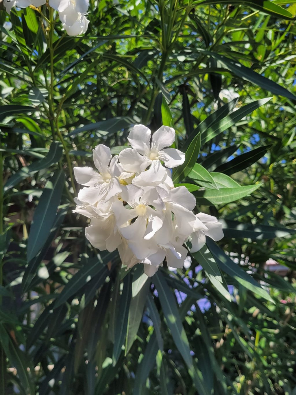 an Oleander bush with big white flowers in zone 8