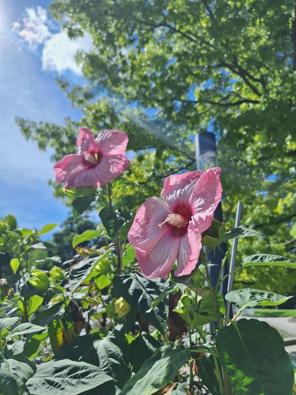 two large Hibiscus flowers on plant stems