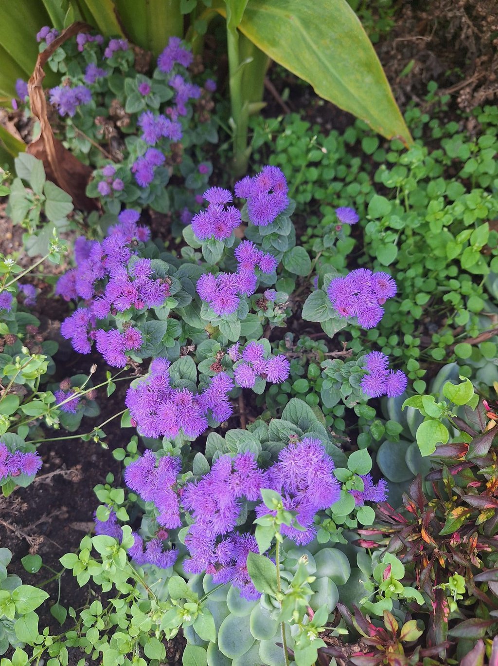 Ageratum rabbit resistant annuals with purple flowers