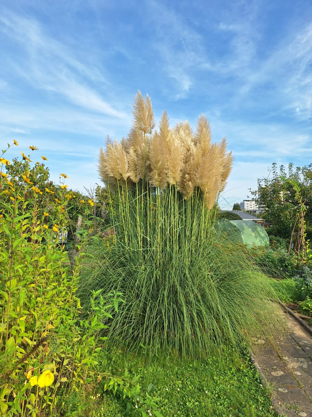 very tall grass plants in a garden