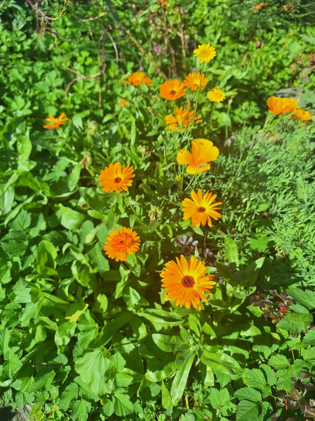 multiple yellow blooming annuals that were planted correctly