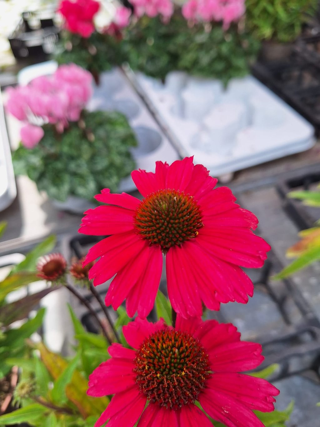 one big perennial Coneflower in a zone 6 garden