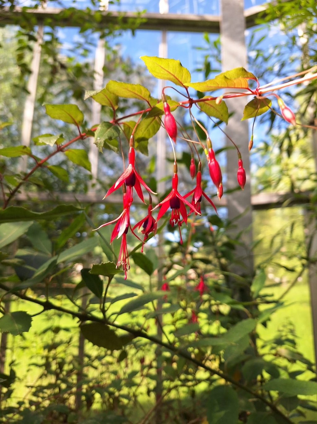 multiple Fuchsia flowers hanging from a stem