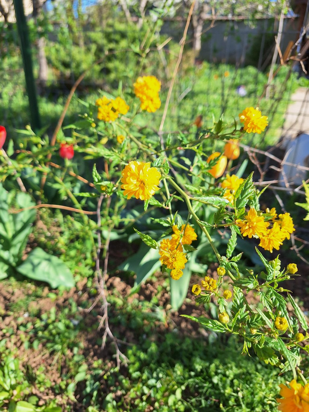a Kerria Japonica plant with yellow blooms