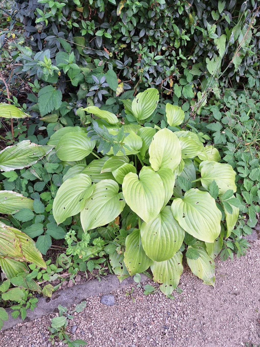 a Hosta plant with green leaves in partial shade