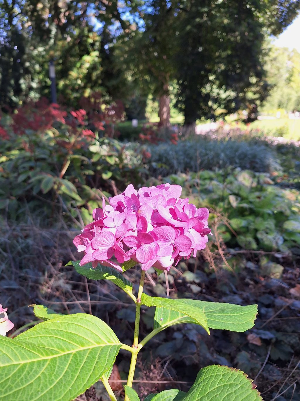 a pink Sea Thrift flower in full sun