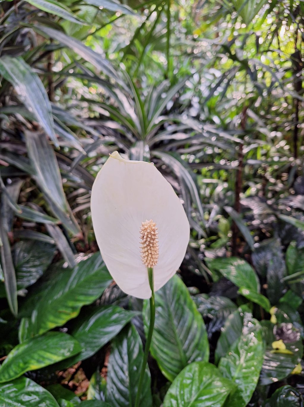 a white Peace Lily flower with a green leafy plants