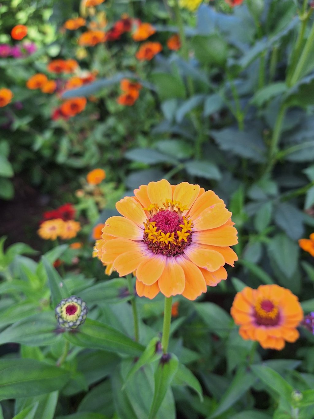 one orange Zinnia flower in a container