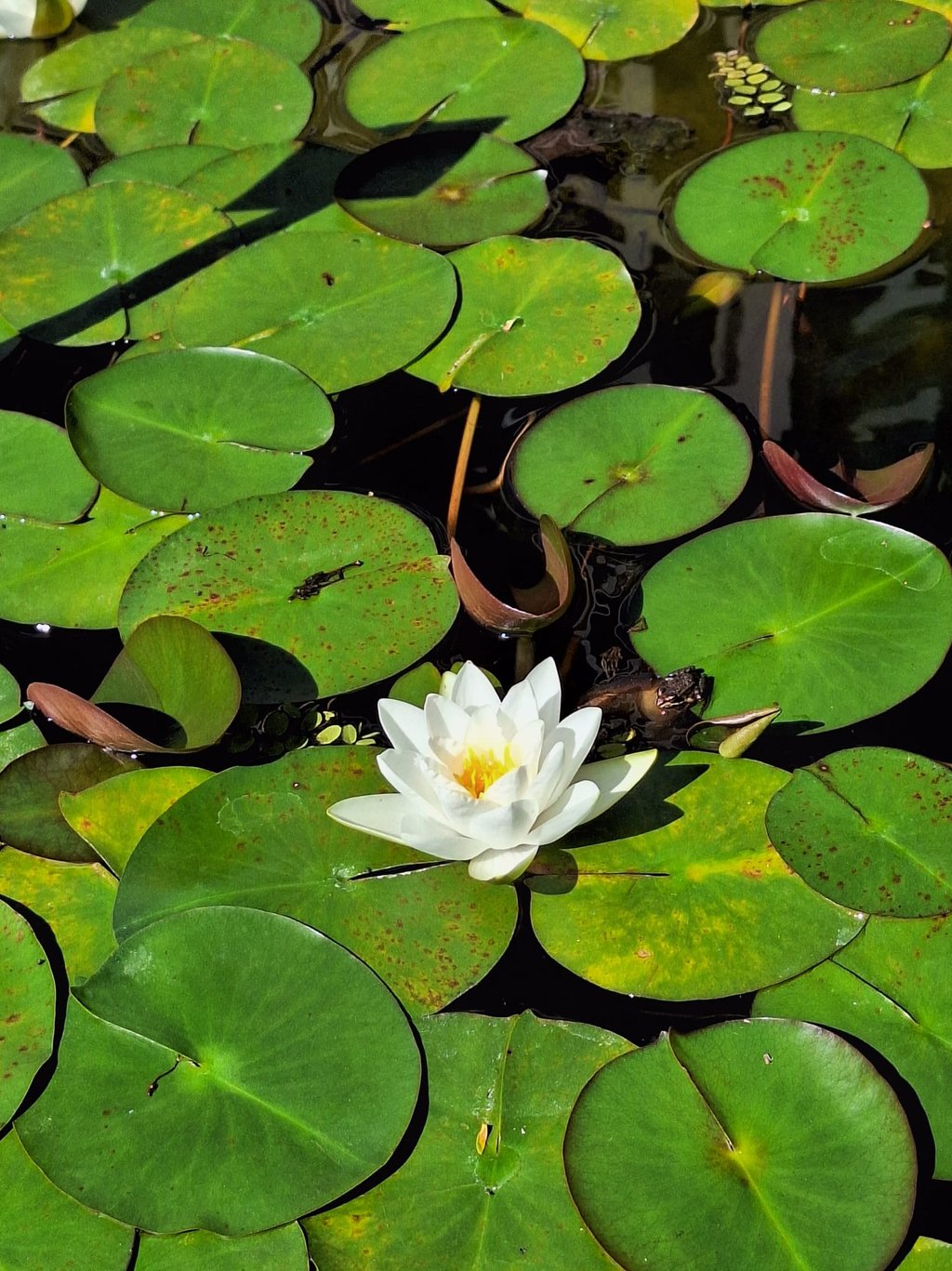 A pond flower with white petals and yellow middle
