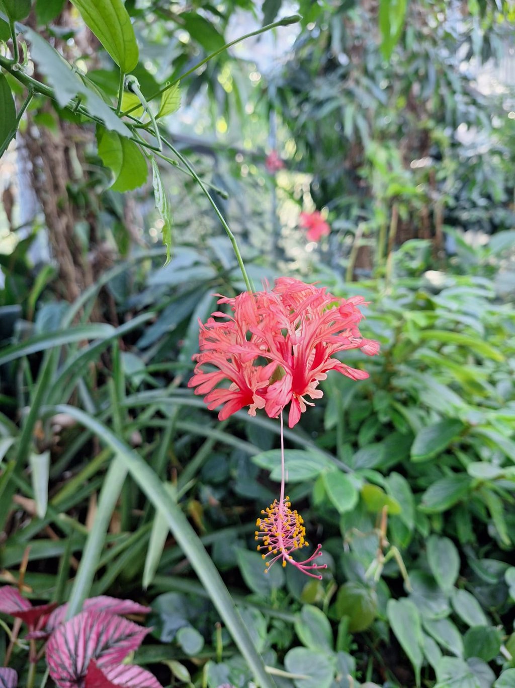 green vegetation with one Indian Coral Hibiscus