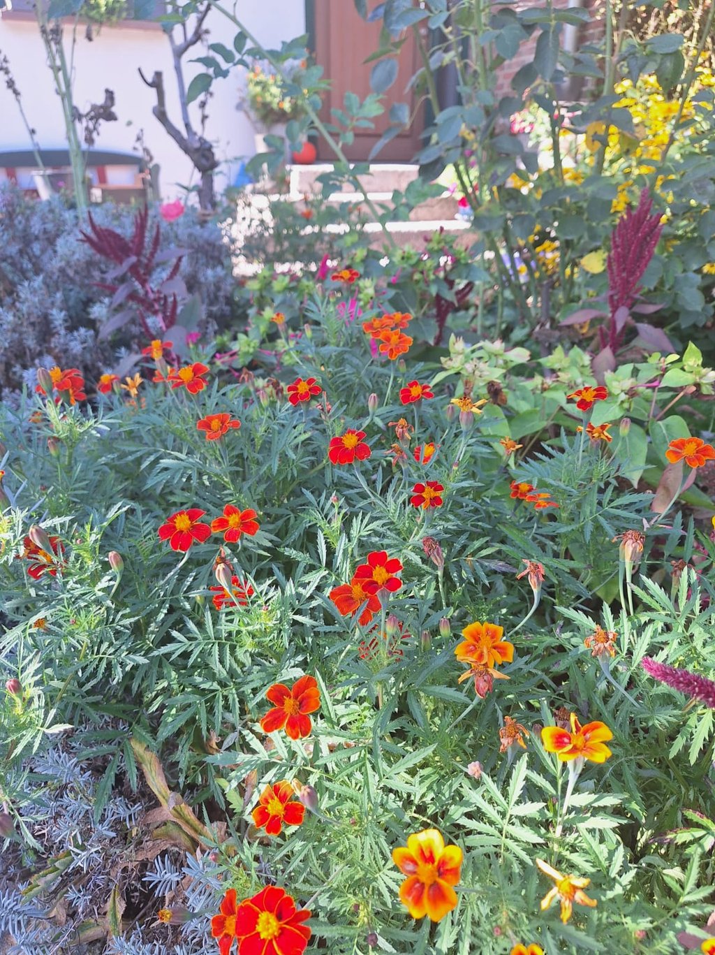 a shrub with red flowers planted well