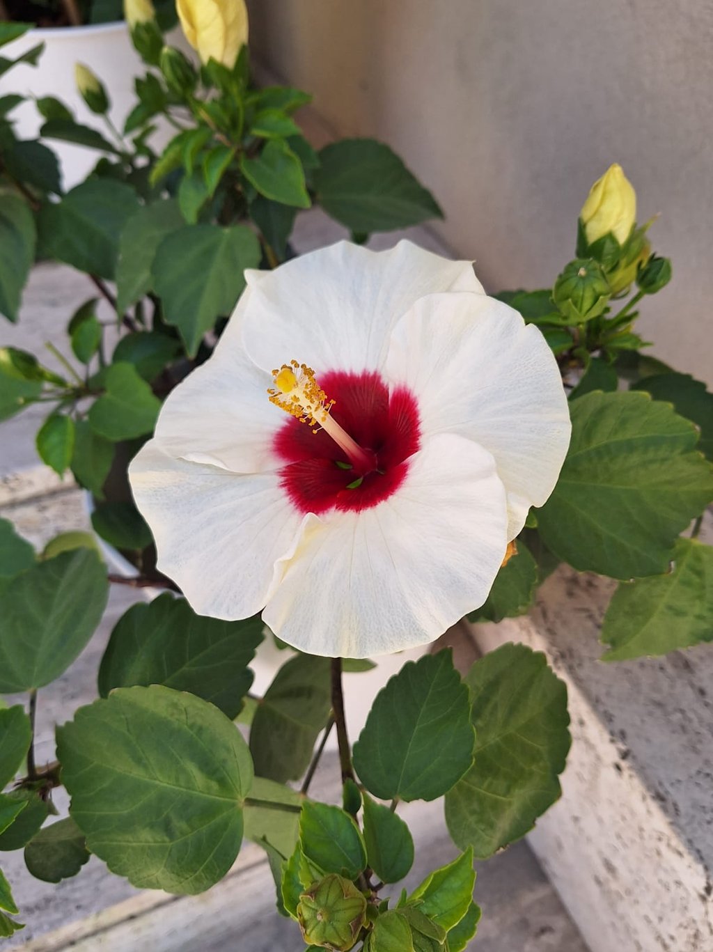 a tropical white Crimsoneyed Rosemallow with a red middle