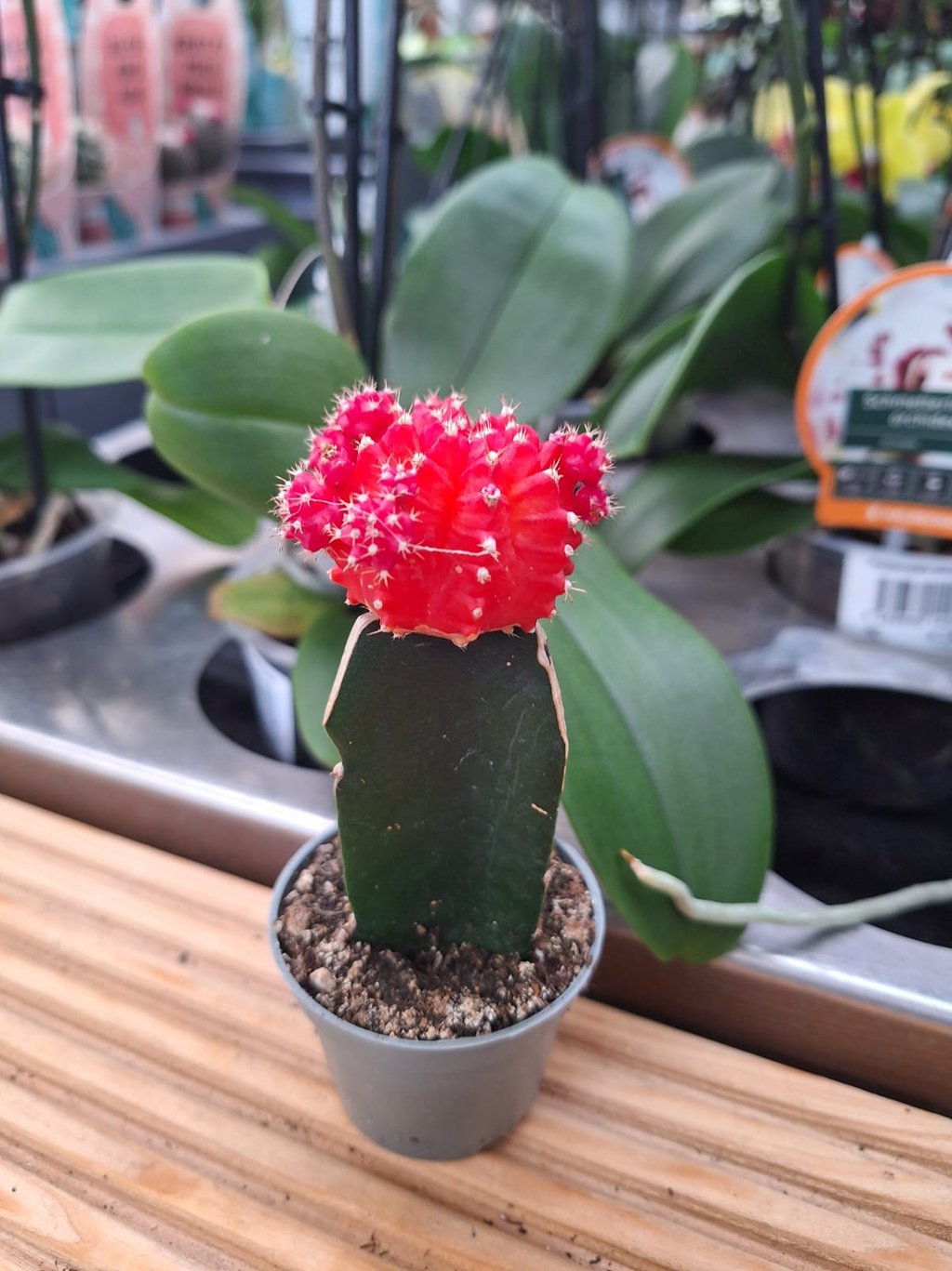 one indoor Moon Cactus with a red top