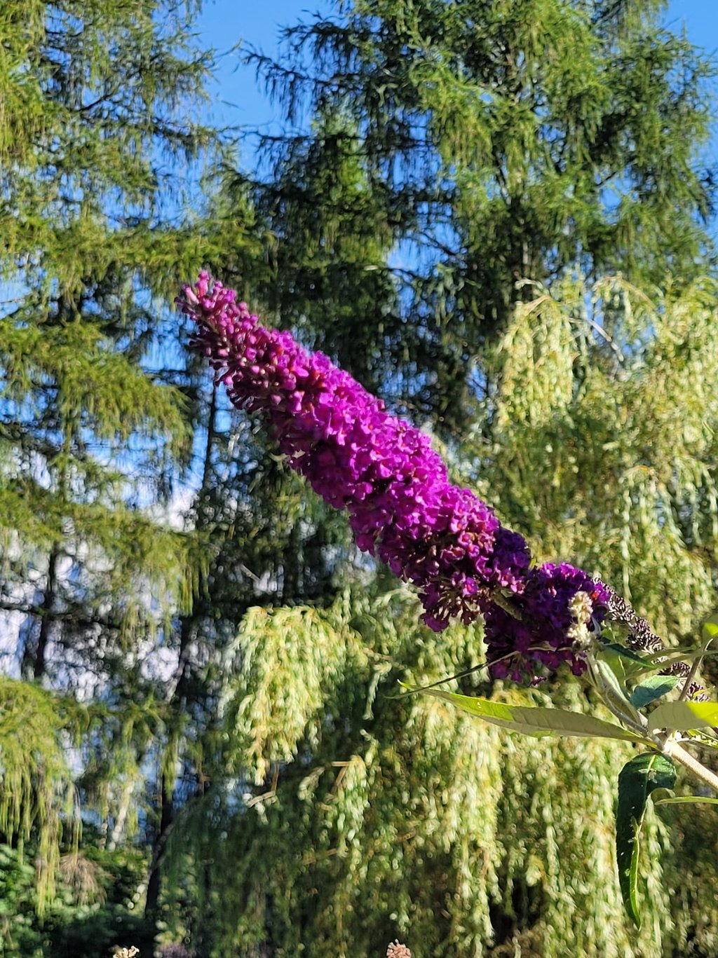 a purple Butterfly Bush flower in a trees in the background