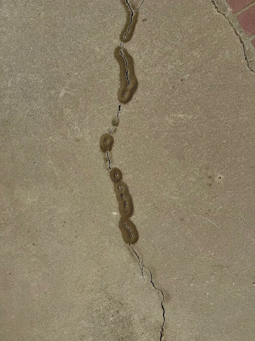 Exterminator on an ant control service in Menifee CA