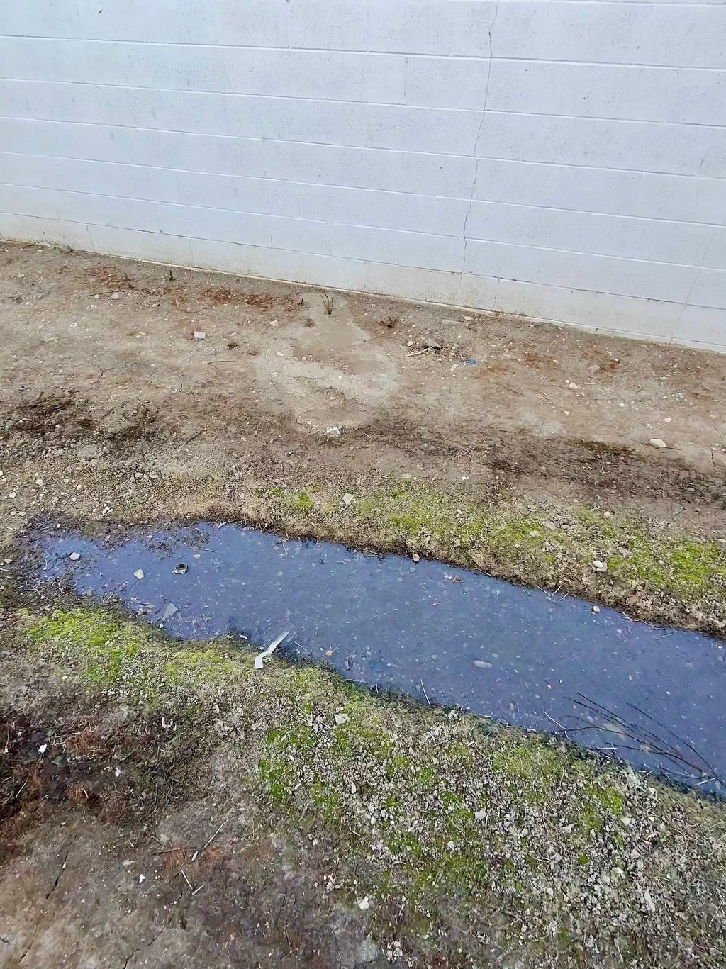 Mosquito control and treatment service standing water in Menifee CA