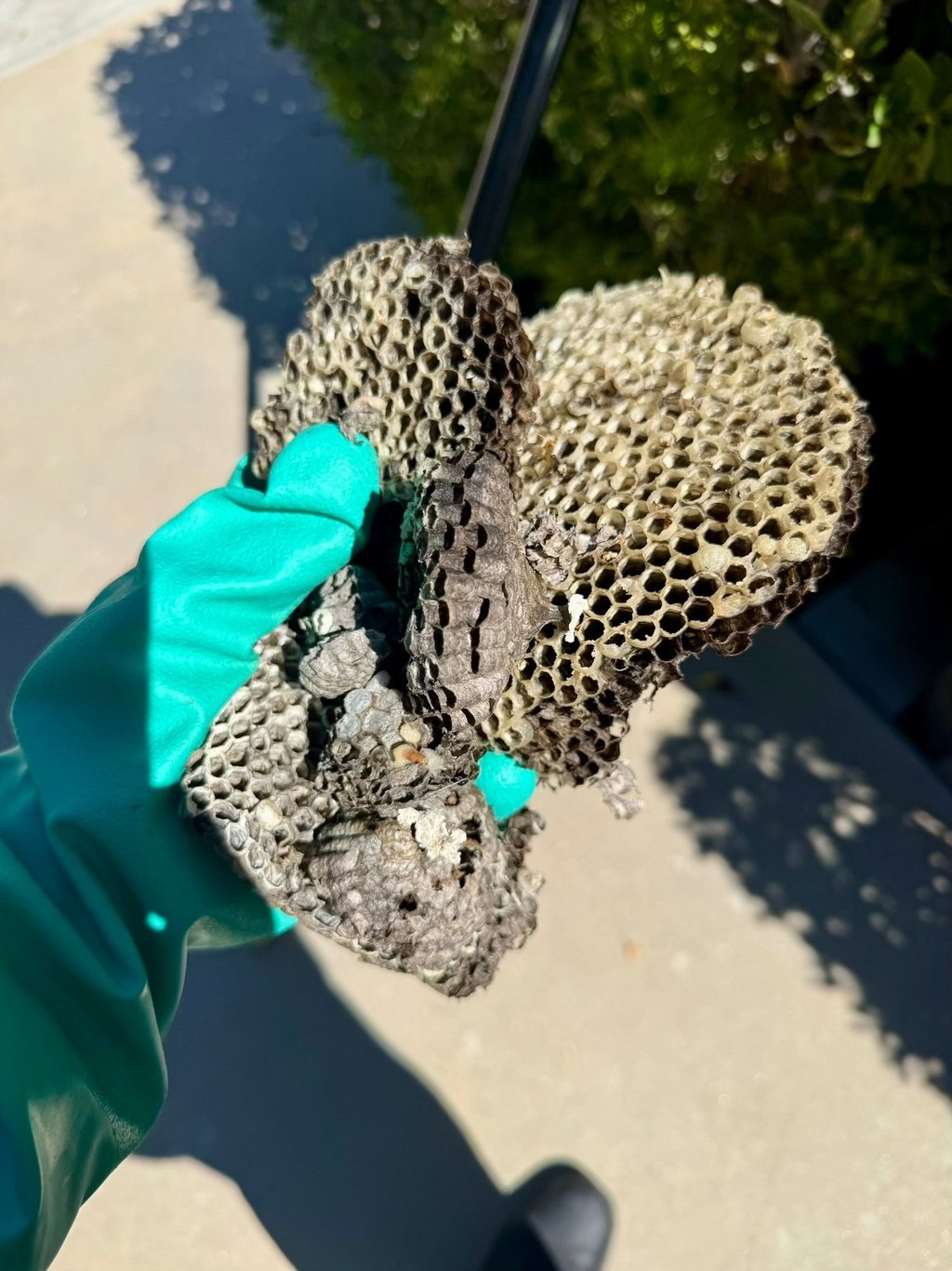 Exterminator on a wasp nest treatment in Menifee CA Footprint Pest Management
