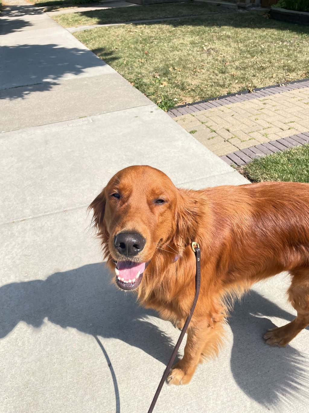 Pet care services in Chicago North