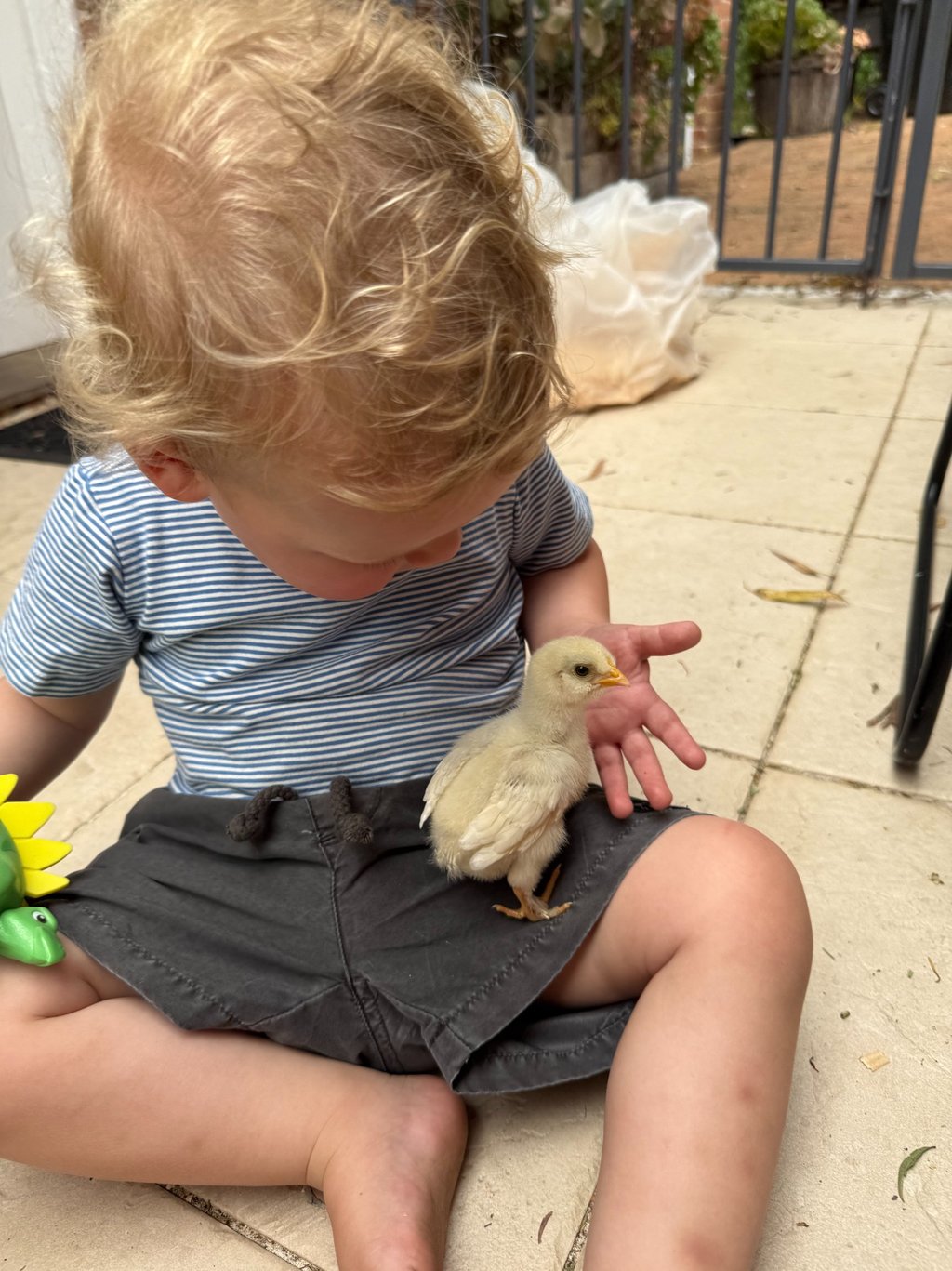 child holding baby chicken at kids party Sydney