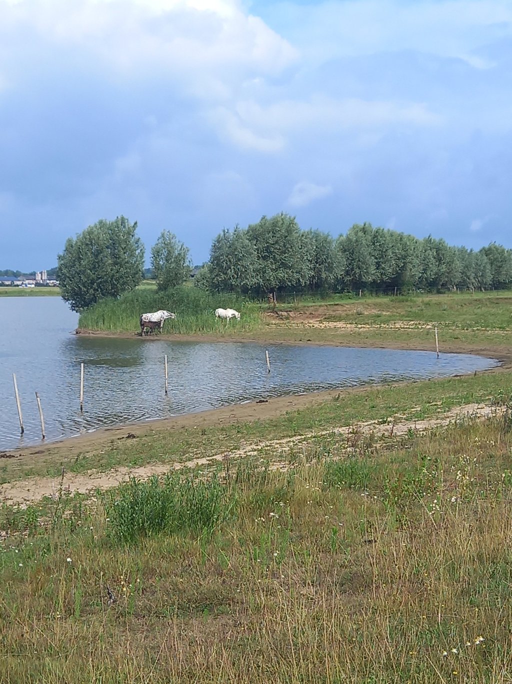 Paarden uiterwaarde Deventer