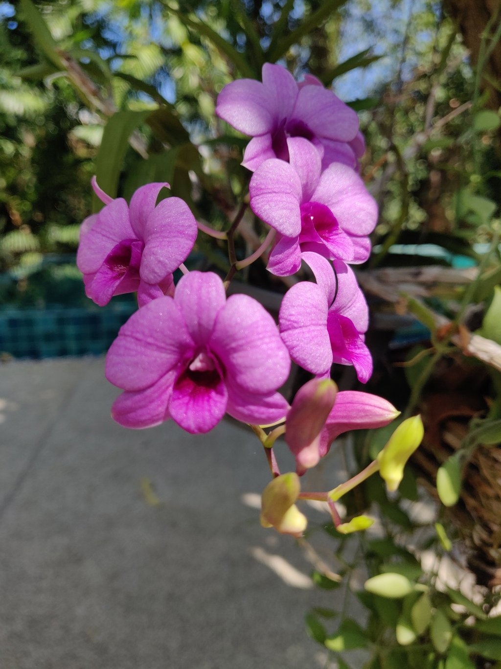 Orchid
