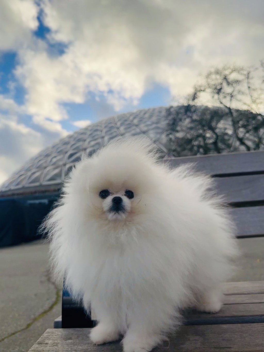 Pomeranian de calidad en México