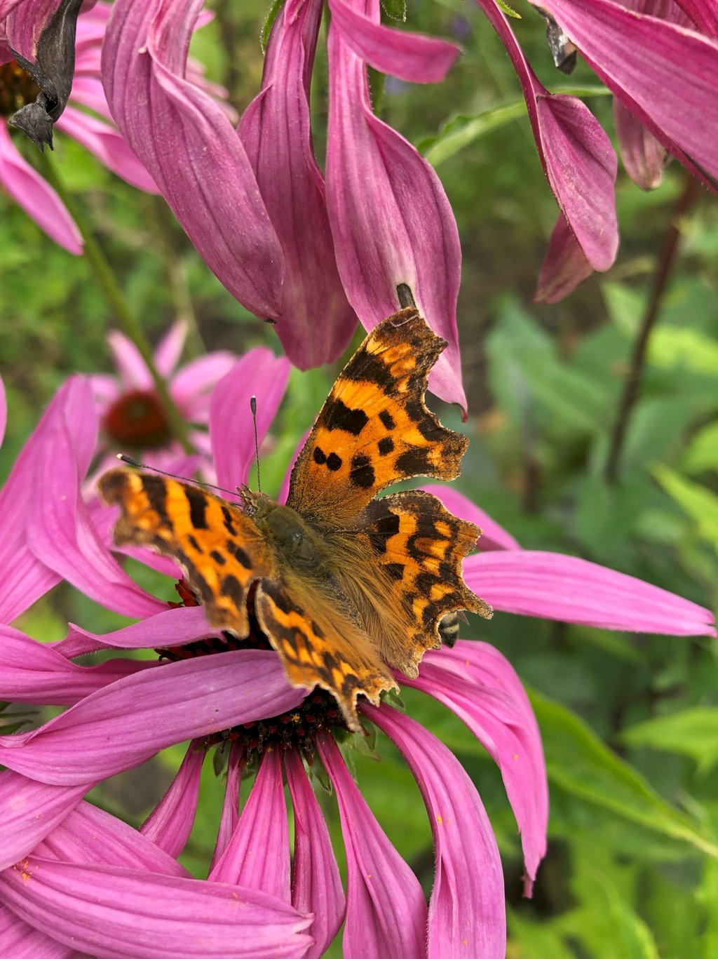 A butterfly on a flower in a naturalistic planting design