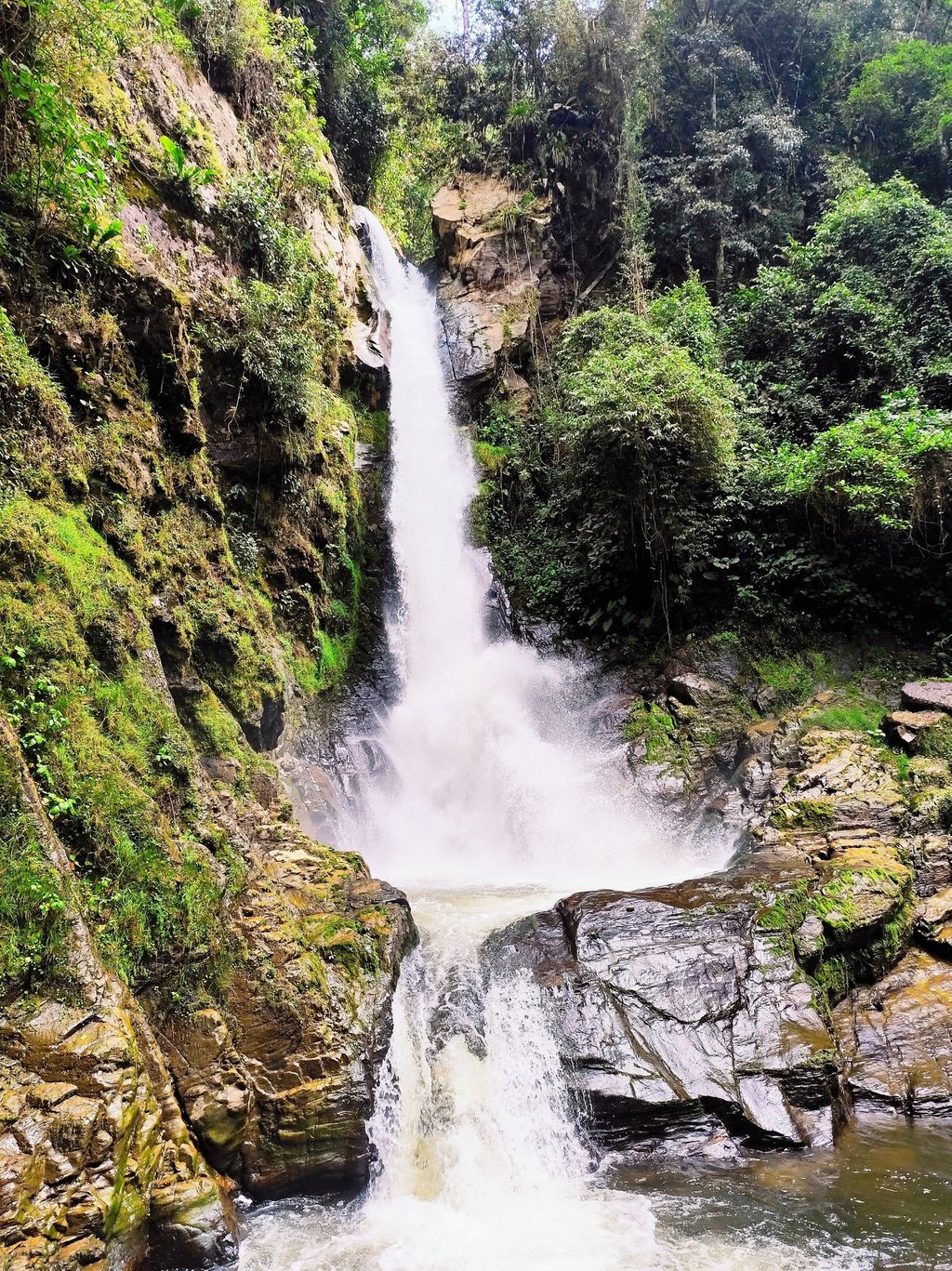 Cascada escondida entre vegetación de bosque andino