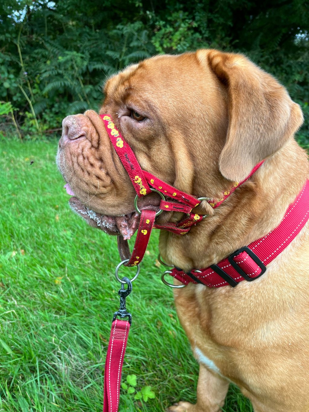 An example of folded ears in Lilou the DDB