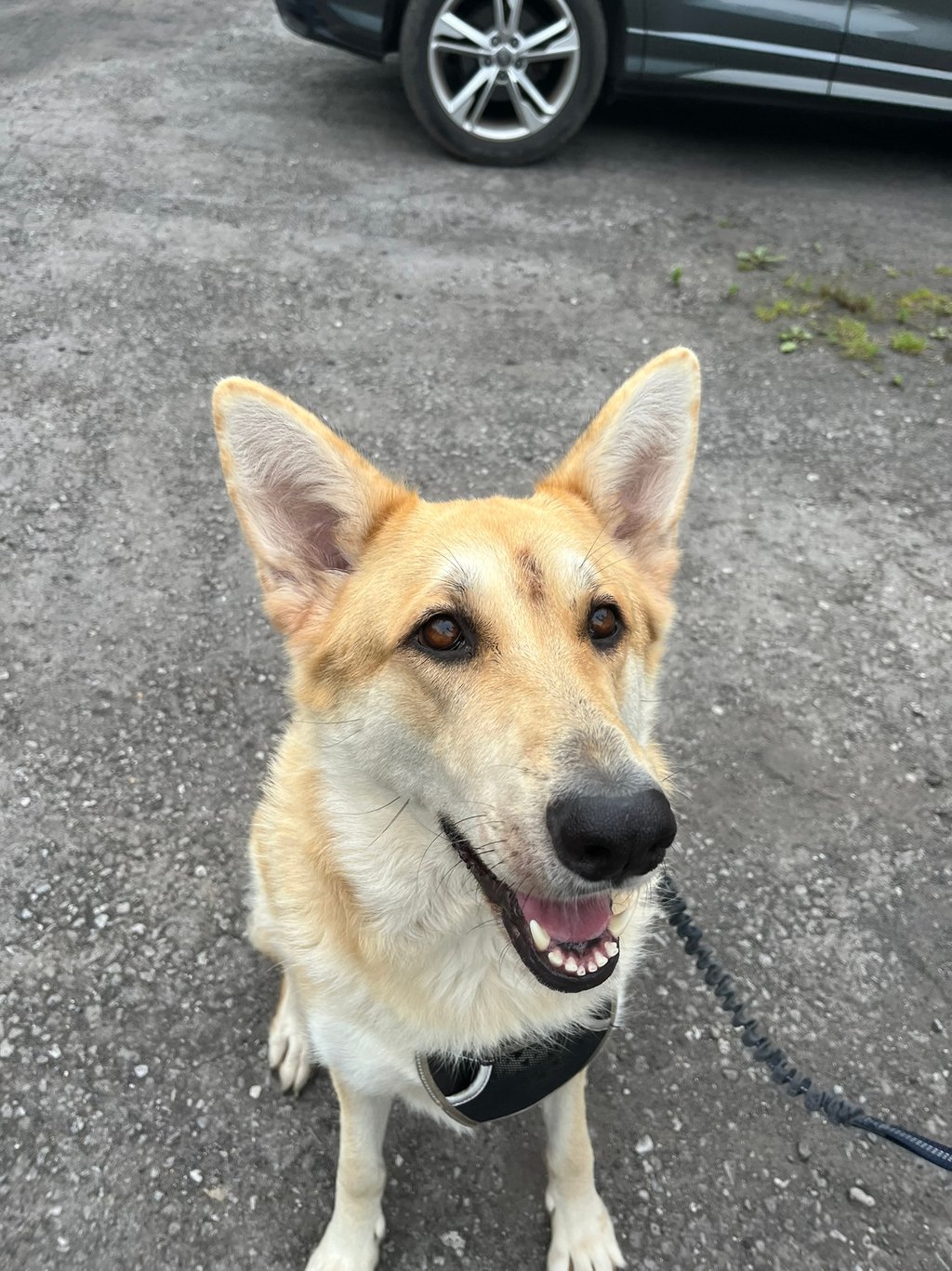 An example of "erect" ears in Luna the GSD