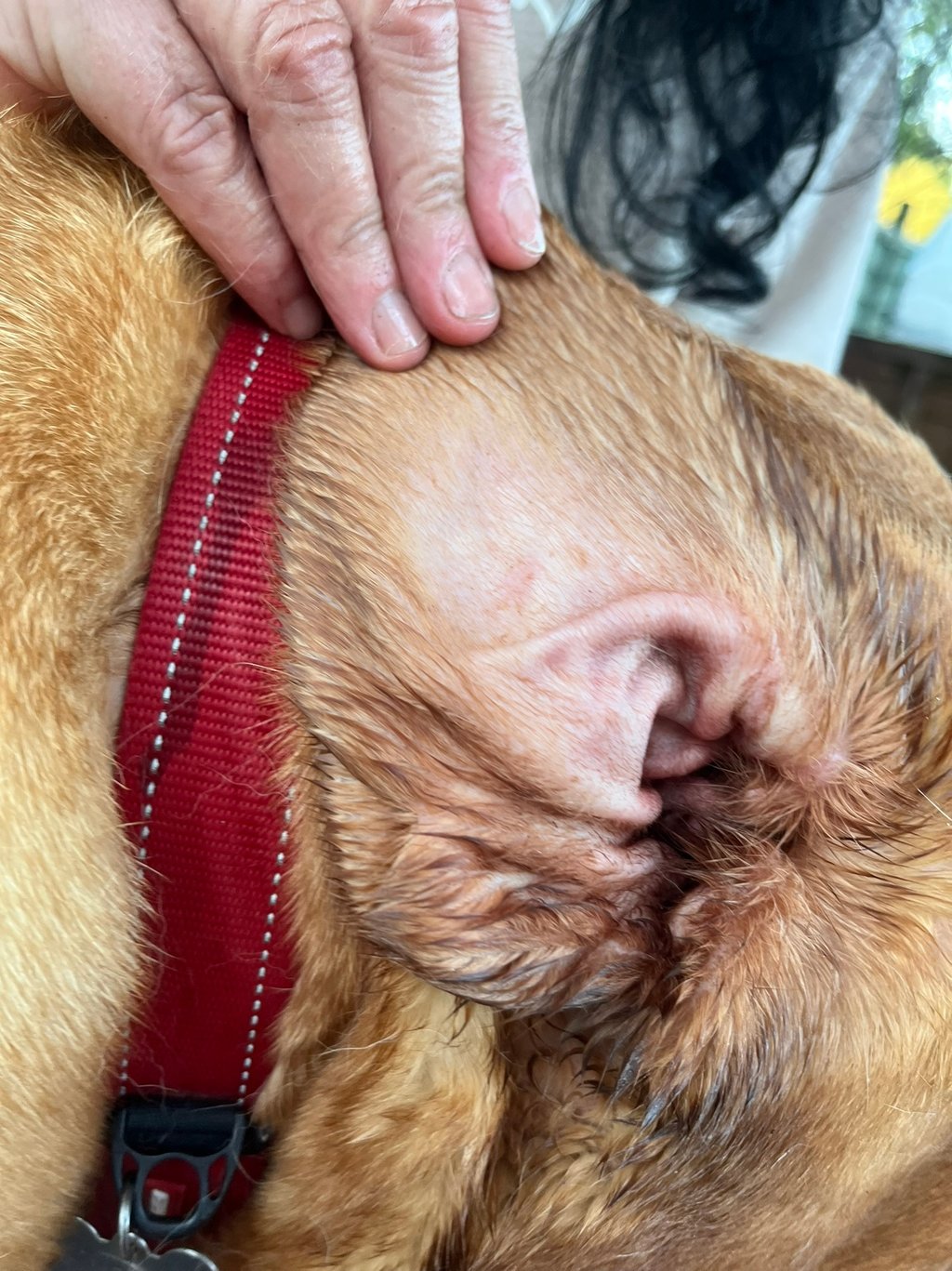 A close up of the inside of a ear.