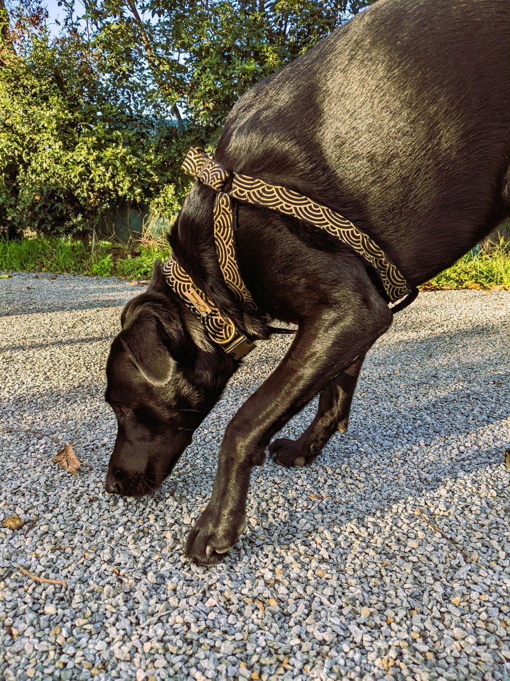 a dog is sniffing the ground with a harnesh